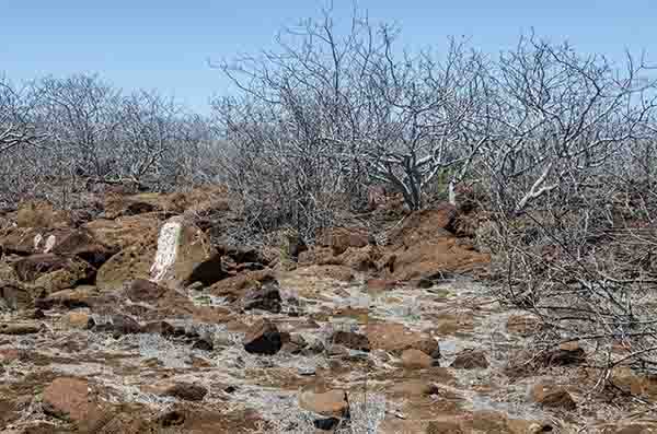 112 - Ecuador - islas Galapagos - isla Seymour Norte